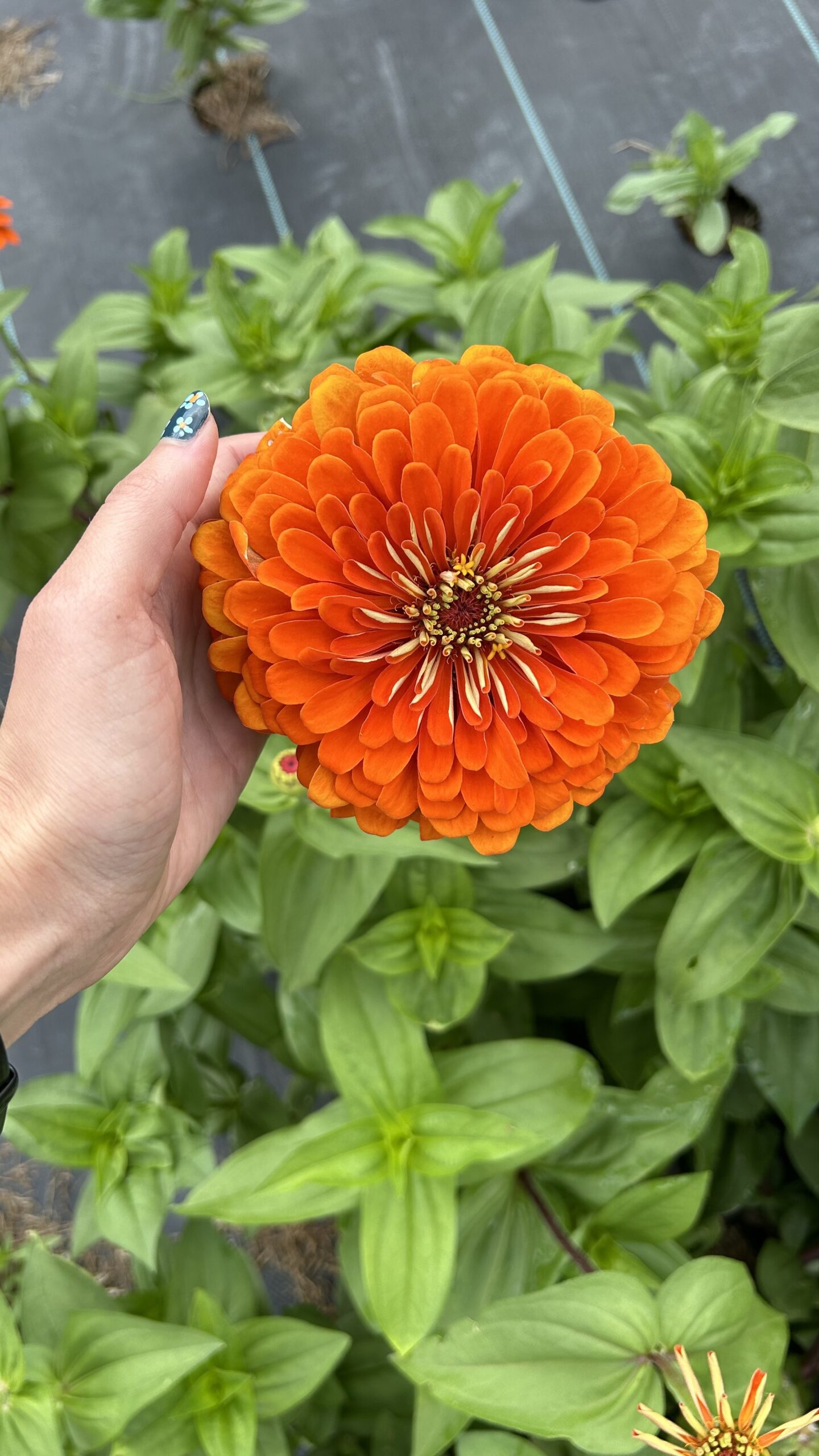 Flower Farm Grand Opening in Tulsa