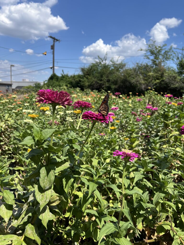 Overflowing Zinnias blooms flower farm at The Studio at K|D in Tulsa