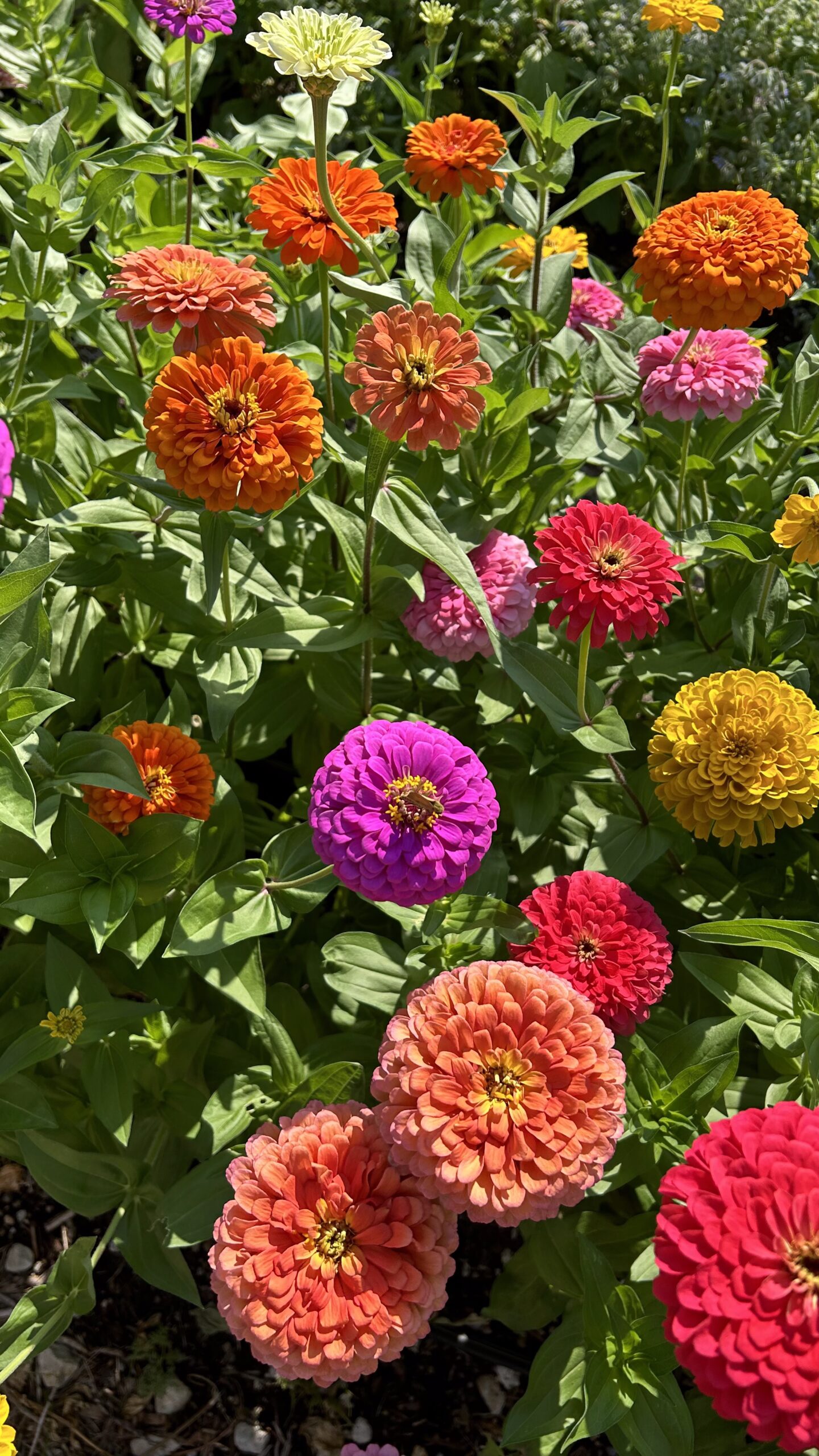 As Seen in TulsaPeople: The Flower Farm at The Studio at K|D in Tulsa